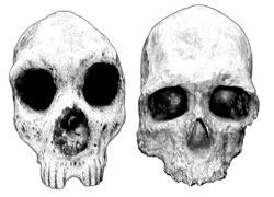 Неандертальцы никогда не были родственниками человека