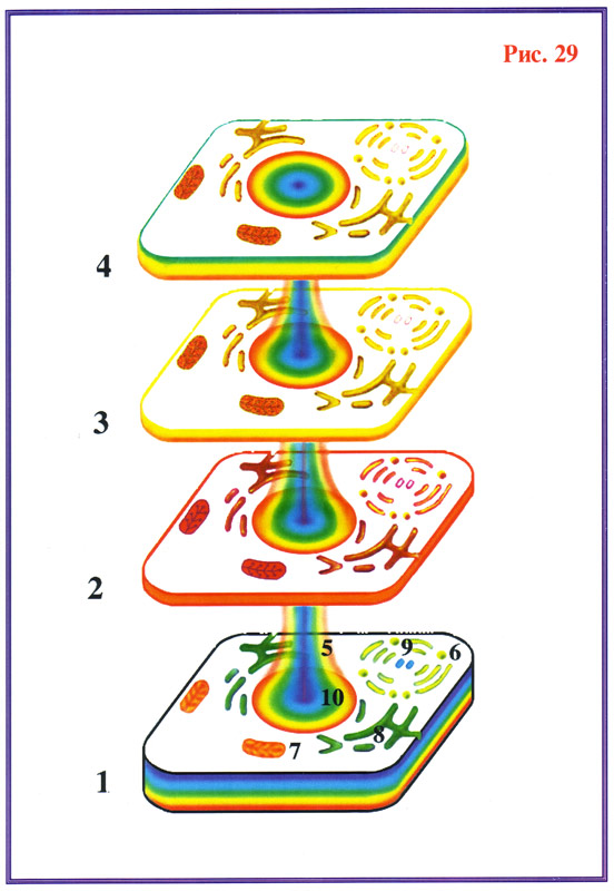Рис.29