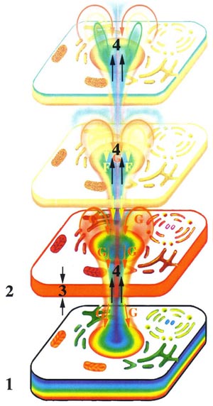Эмоции и здоровье