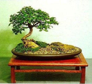 bonsai-300x272