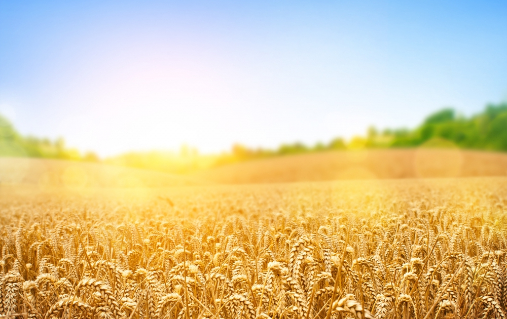 ГМО: догоним и перегоним Америку?