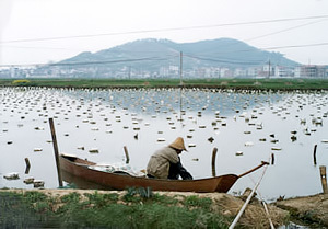 Скатный жемчуг 