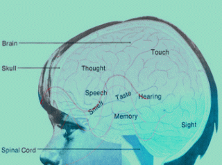 либералы окажутся на «каникулах в Мексике». Вслед за Троцким