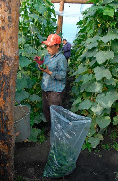 Китайские овощи на русском столе