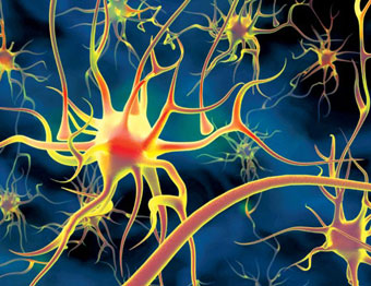 Этапы формирования кратковременной и долговременной памяти